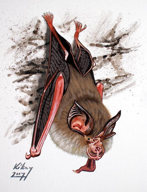 Малый подковонос Rhinolophus hipposideros («Троицкий вариант» №8, 2020)