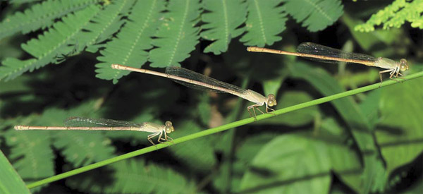 Парад самцов Ceriagrion olivaceum (Камбоджа) («Наука из первых рук» №3(63), 2015)
