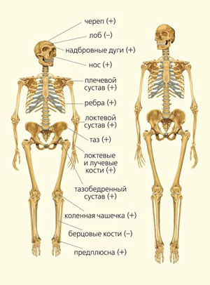 Сравнение скелетов неандертальца и Homo sapiens («Природа» №3, 2018)