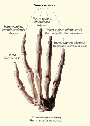 Четыре основных слагающих вида архантропа Homo erectus, послужившие, по мнению А. П. Деревянко, источниками зарождения Homo sapiens («Природа» №3, 2018)