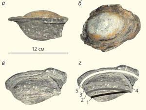 Рис. 2. Кольцевая конкреция на гранитном валуне («Природа» №10, 2017)