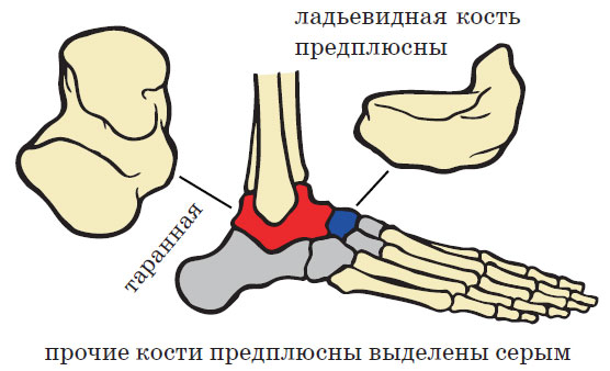 Кости ступни