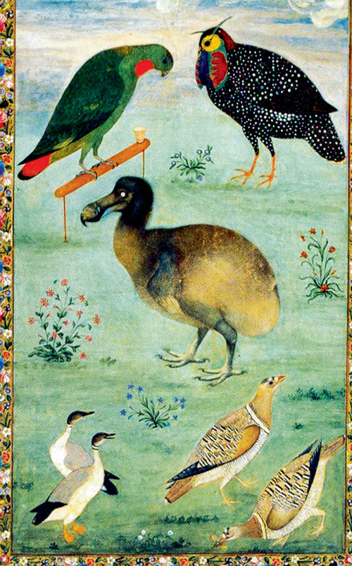 Картина Устада Мансура «Дронт среди других птиц» (1625)