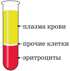 Кровь, разделённая на компоненты