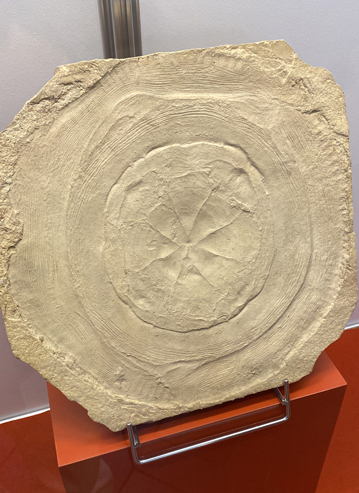 Рис. 8. Ископаемая медуза Rhizostomites admirandus (размер диска 32 см) позднеюрского возраста из карьера Зольнхофен, Германия