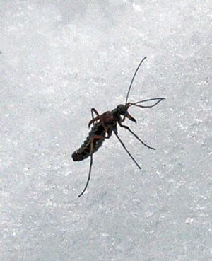 Ледничник. Фото автора