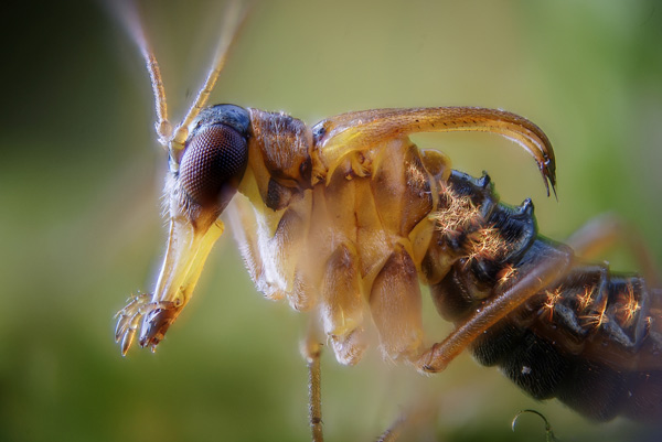 Фото с сайта wikimedia.org