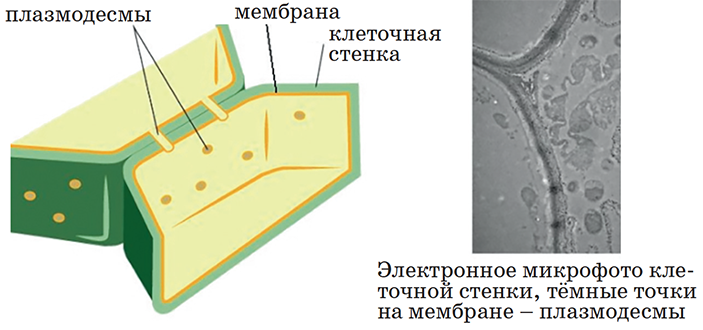 Легко ли стать деревом? 5