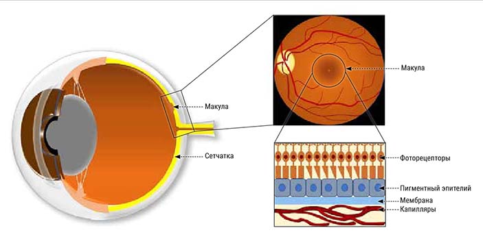 Лишний вес и тренированный иммунитет 2