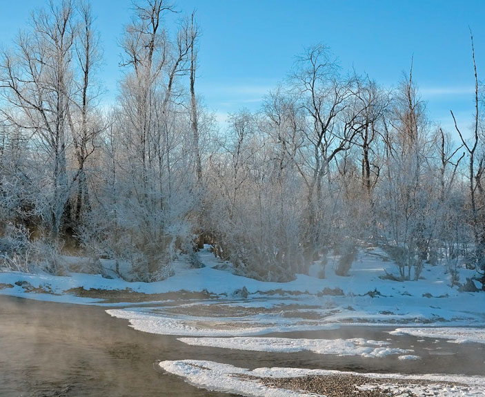 Зимние местообитания лютиков («Природа» №4, 2018)
