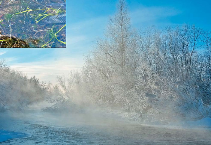 Шелковник японский и река зимой («Природа» №4, 2018)