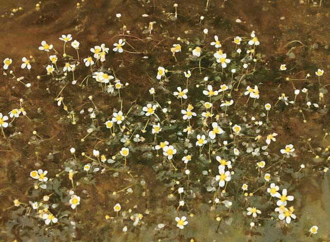 Так шелковник цветет летом («Природа» №4, 2018) 