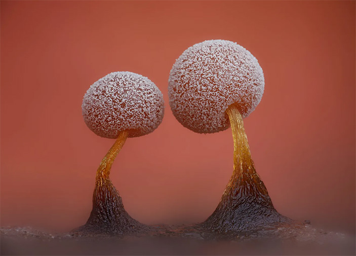 Плодовые тела слизевика рода Didymium