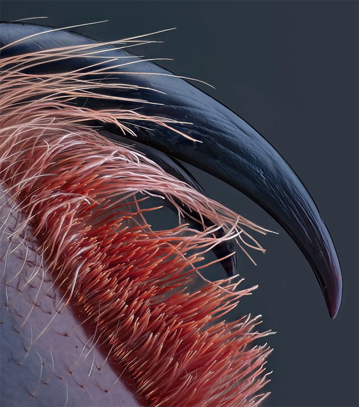 черные заостренные ядовитые клыки паука Caribena versicolor