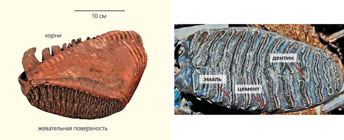 Рис. 4. Верхний зуб взрослого мамонта. Рис. 5. Жевательная поверхность мамонтового зуба («Природа» №4, 2014)