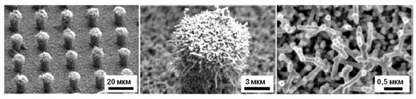 <b>Рис.&nbsp;7.</b> Разместив частицы вируса табачной мозаики на предварительно полученных литографией полимерных микроколоннах и покрыв все это никелем, удается получать иерархию структур, подобную той, что на листе лотоса (M.&nbsp;McCarthy е.а. <i>Applied Physics Letters</i>, 2012, 100, 263701-1–263701-50)