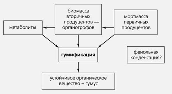 Рис. 2. Упрощенная схема гумификации. Изображение: «Природа»
