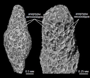 Изображения древнейшей мшанки Revalotrypa inopinata («Природа» №1, 2021)