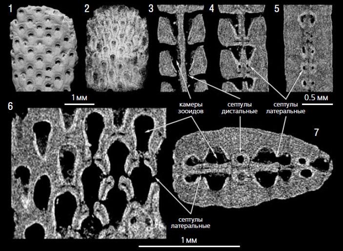 Скелет мшанки Acoscinopleura crassa, маастрихт, Хеммор, Германия («Природа» №1, 2021)