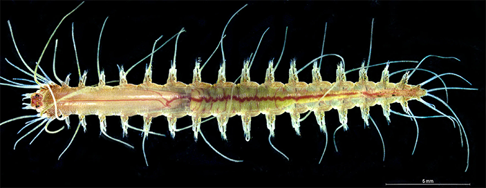 Представитель бродячих полихет (семейство Hesionidae