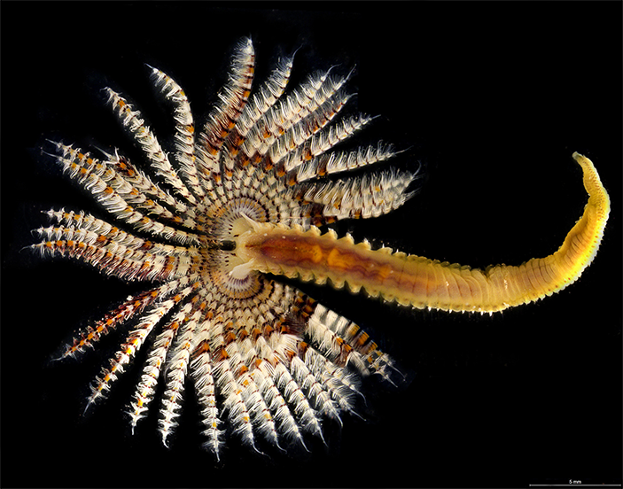 Branchiomma sp., представитель сидячих полихет (семейство Sabellidae)