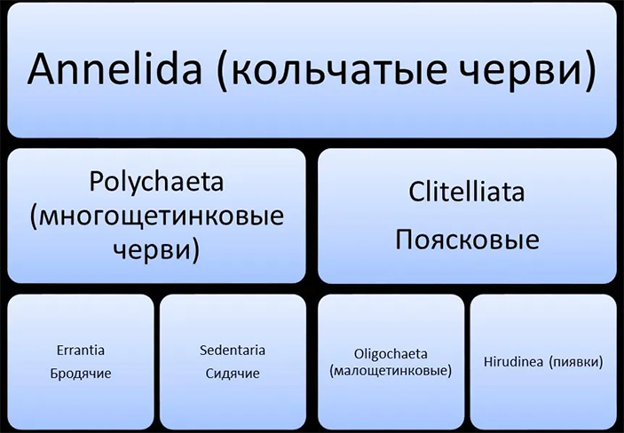 Старая система аннелид