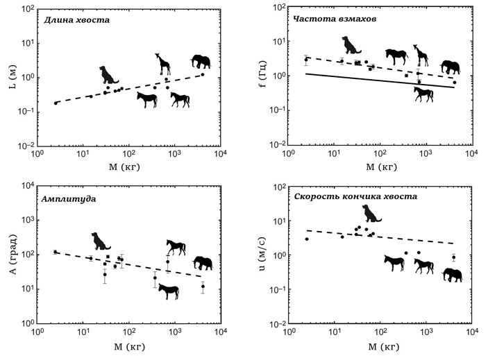 <b>Рис.&nbsp;2.</b> Зависимость между массой тела животного и&nbsp;параметрами движения его хвоста&nbsp;<a name=b4></a><a href=/nauchno-populyarnaya_biblioteka/434488/Mukhoboyka_podnimaet_veter?US&from=rxblock#4>[4]</a> («ТрВ» №24(268), 04.12.2018)