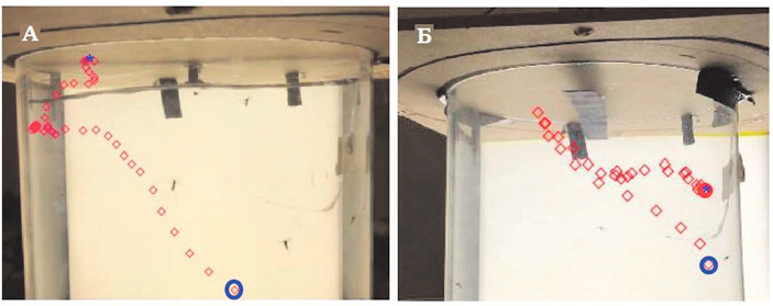 <b>Рис.&nbsp;3.</b> Траектория полета комара при выключенном (<b>А</b>) и&nbsp;включенном (<b>Б</b>) вентиляторе. Начальное положение насекомого отмечено кружочком, конечное&nbsp;— звездочкой. На&nbsp;фотографии скорость включенного вентилятора&nbsp;— 3,8&nbsp;м/с, частота движения&nbsp;— 6&nbsp;Гц&nbsp;<a name=b4></a><a href=/nauchno-populyarnaya_biblioteka/434488/Mukhoboyka_podnimaet_veter?US&from=rxblock#4>[4]</a> («ТрВ» №24(268), 04.12.2018)