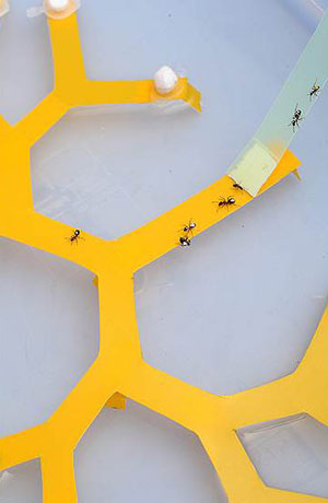 Группа муравьев на бинарном дереве («Коммерсантъ Наука» №13, апрель 2019)