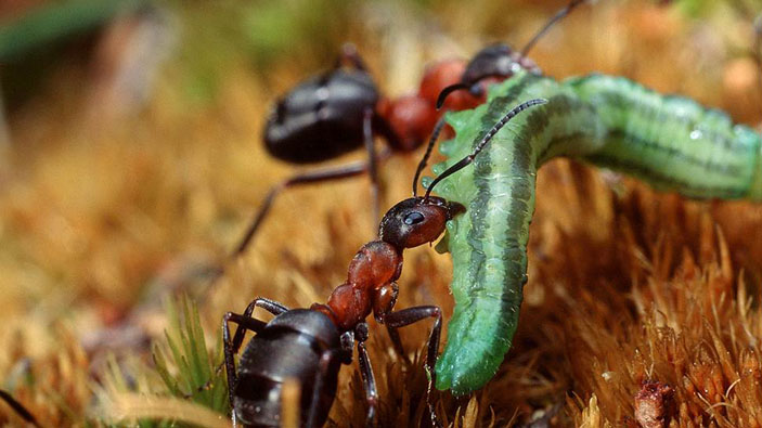 Муравьи с гусеницей («Коммерсантъ Наука» №13, апрель 2019) 