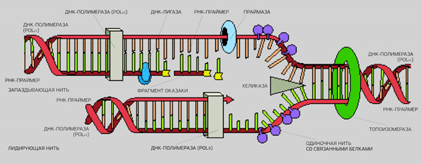 Репликация