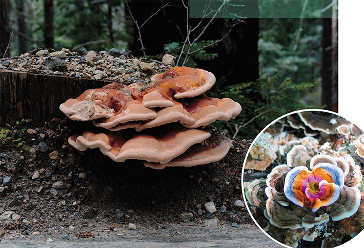Гриб-макромицет, трутовик окаймленный, или сосновый (Fomitopsis pinicola)