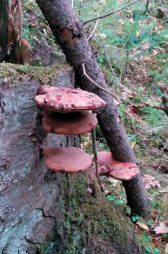 Трутовик лакированный (Ganoderma lucidum) известен в России под японским именем «рейши»