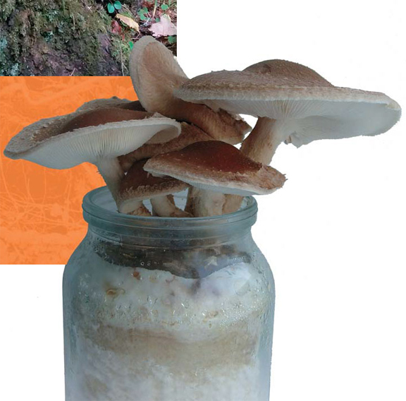 Шиитаке (Lentinus edodes) по объему производства в мире обогнал такие традиционные культивируемые грибы, как шампиньон и вешенка