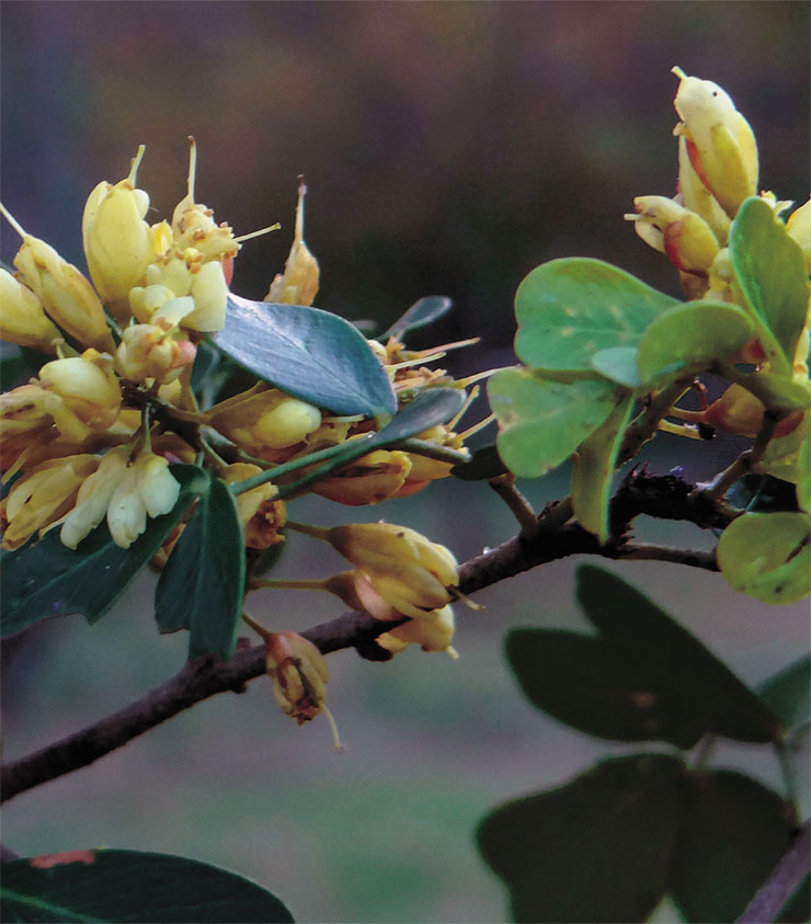 Цветущее кампешевое дерево