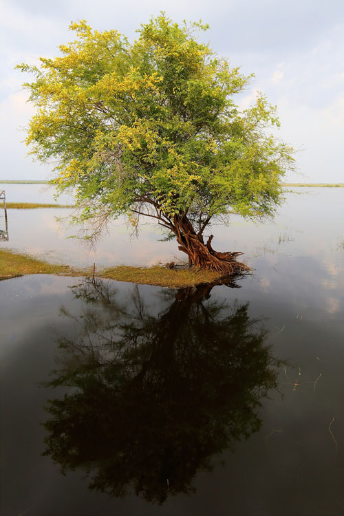 Кампешевое дерево, или синий сандал. Белиз, п-ов Юкатан