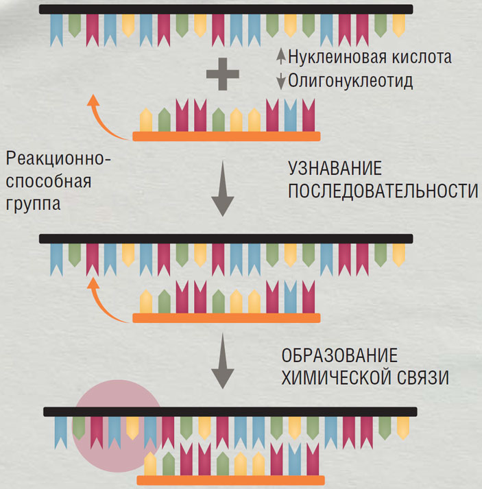 Направленная химическая модификация нуклеиновой кислоты реакционноспособным производным олигонуклеотида