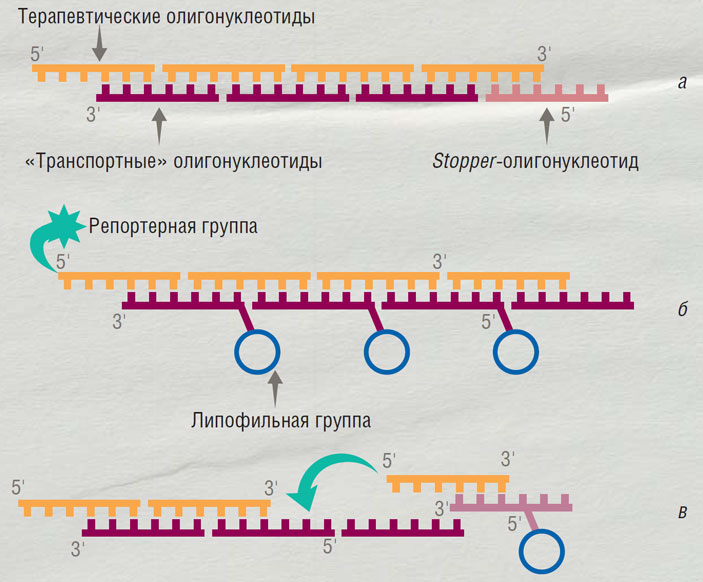 Конкатемерные комплексы для доставки олигонуклеотидов в клетки состоят из двух цепей ДНК