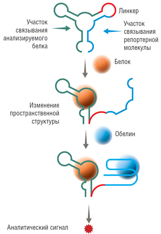 Бифункциональный аптамер, объединяющий в одной молекуле модули для связывания целевой молекулы и белка-репортера, обеспечивающего аналитический сигнал