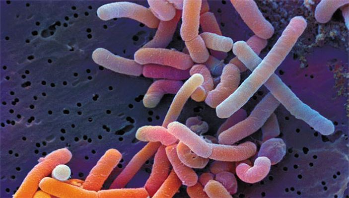 Молочнокислая бактерия Lactobacillus paracasei