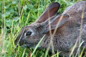 Кролик. Фото: Hector de Pereda / flickr.com («Химия и жизнь» №4, 2018)