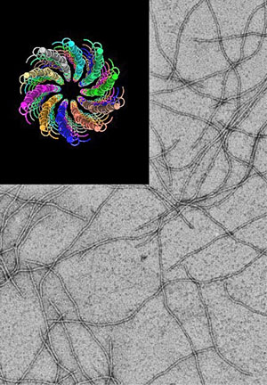 Нитевидный фаг fd — орудие фагового дисплея («Химия и жизнь» №11, 2018)