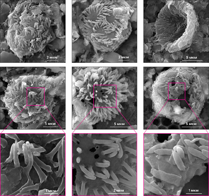 Рис. 2. Микрофотографии биоморфных структур («Природа» №4, 2016)