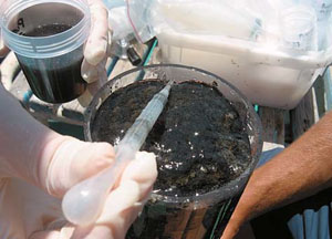 Рис. 3. Отбор наилка из колонки мультикорера на борту судна («Природа» №4, 2016)