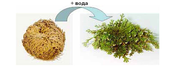 <b>Рис. 4.</b> Селагинелла чешуелистная<i> Selaginella lepidophylla </i>«оживает» после почти полного высыхания и хранения в течение многих месяцев, если ее поместить в воду