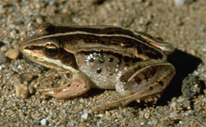 Лесная лягушка <i>Rana sylvatica</i>