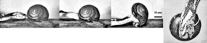 Pareas iwasakii хватает улитку («Химия и жизнь» №4, 2017)