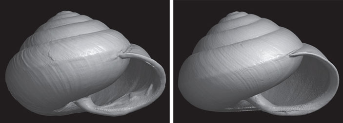 Раковины Satsuma caliginosa caliginosa, живущей рядом со змеями (слева), и S. c. picta, которая с ними не встречается («Химия и жизнь» №4, 2017)