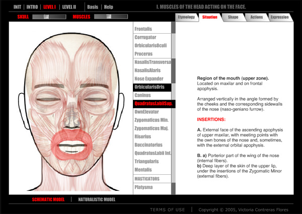 Artanatomy — программа, разработанная художницей Викторией Контрерас Флорес для обучения портретистов и аниматоров. Программа позволяет эмулировать выражения лица с учетом работающих в данный момент мышц. Программой активно пользуются и психологи. Изображение с сайта www.artnatomia.net