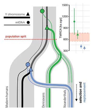 Генеалогические древа: митохондриальная ДНК и Y-хромосома (Petr et al., Science, 2020)